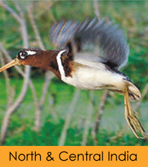 North & Central India Birding Tour