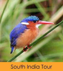 South India Birding Tour