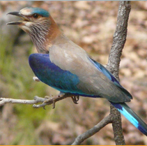 Birding Tour