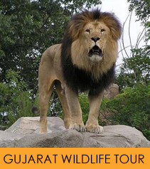 Gujarat Wildlife Tour