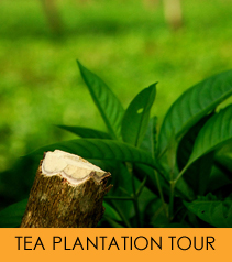 Tea Plantation Tour