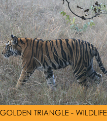 Golden Triangle Wildlife Tribal