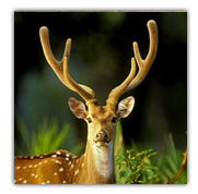 Bandhavgarh Spotted Deer