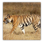 Bandhavgarh