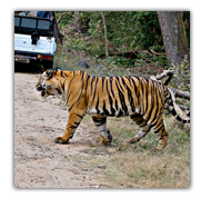 Bandhavgarh