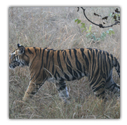 Bandhavgarh