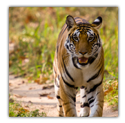 Kanha Tiger