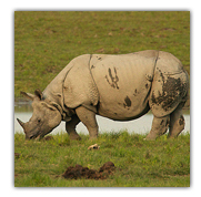 Kaziranga Park