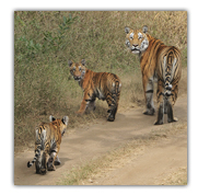 Pench Tiger