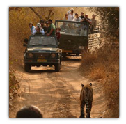 Ranthambore