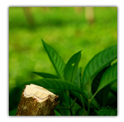 Kaziranga Tea Plantation