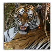 Bandhavgarh Tiger